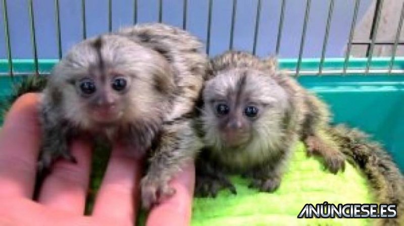 Regalo Macho Y Hembras Bebe Mono Titi Para Adopcion Regalo Macho Y Hembras Bebe Mono Titi Para Adopcion